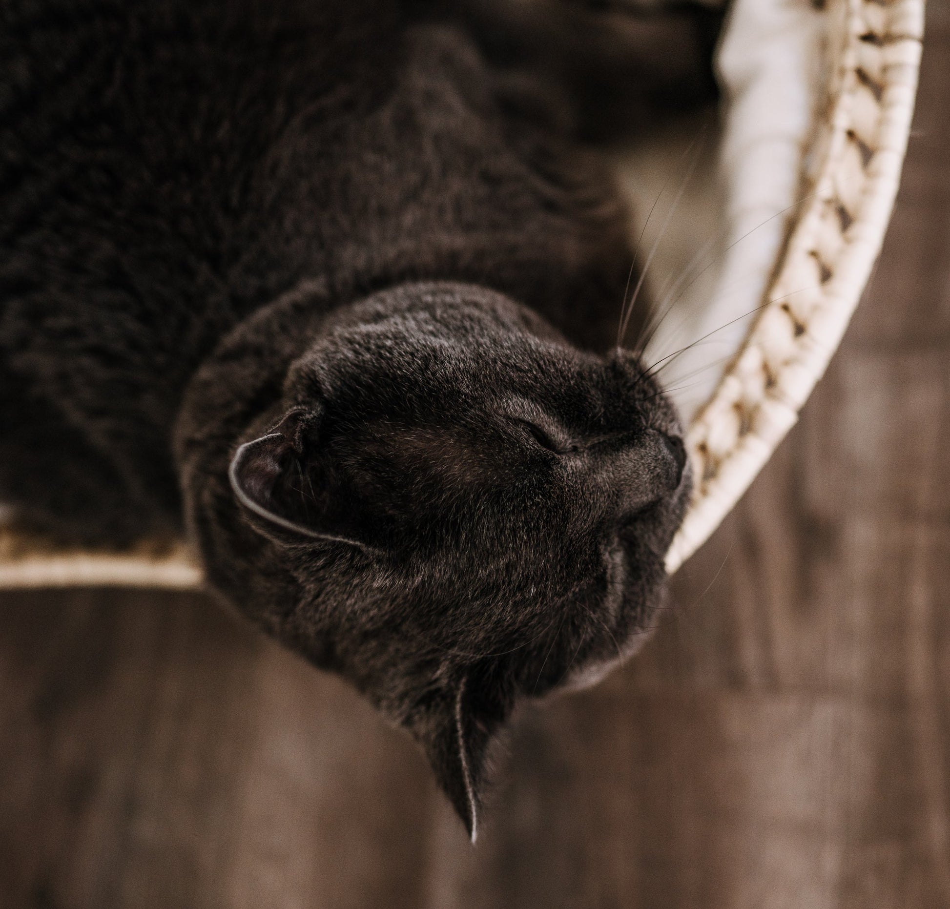 Katzenbett aus Palmblatt