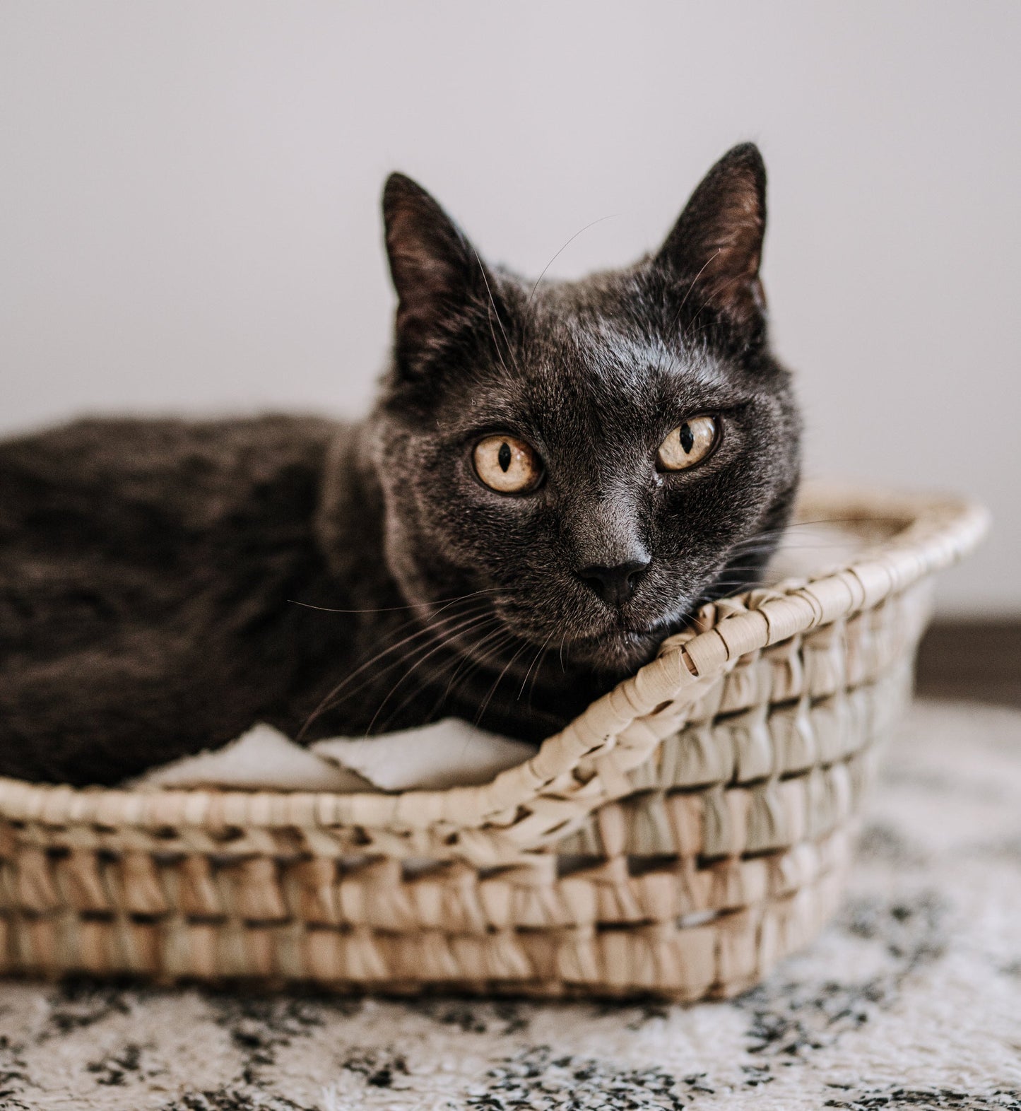 JenLiving Katzenbett aus Palmblatt